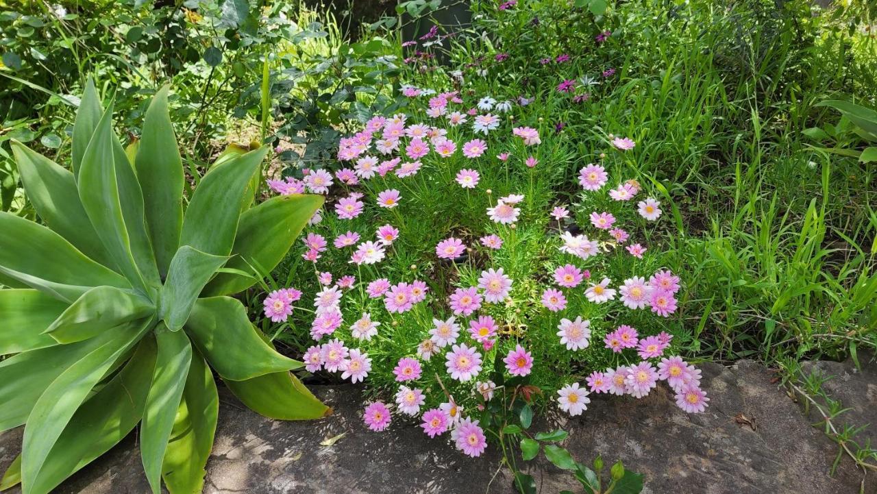 Appartamento Gowrie Agapanthus Singleton Esterno foto