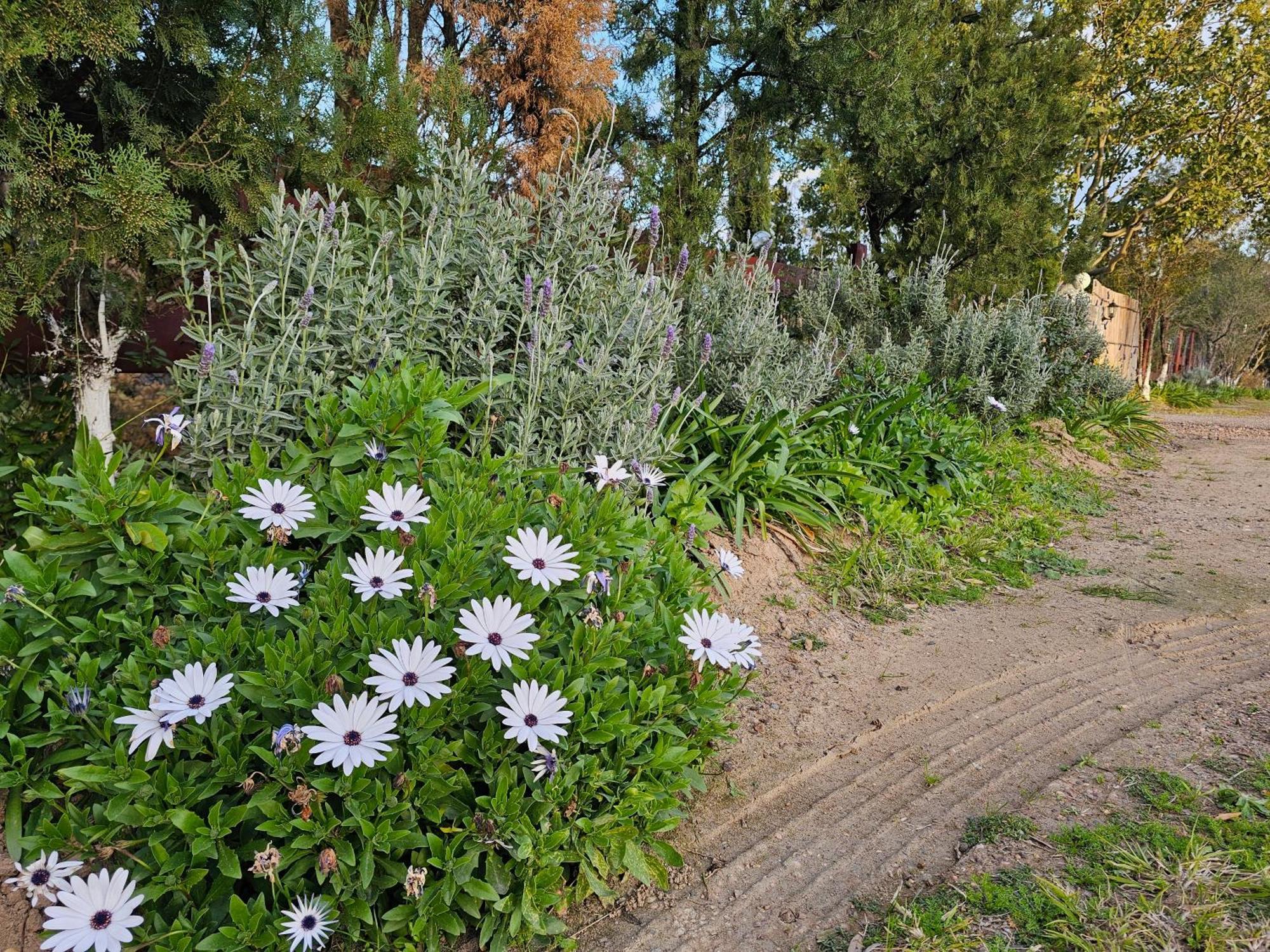 Appartamento Gowrie Agapanthus Singleton Esterno foto